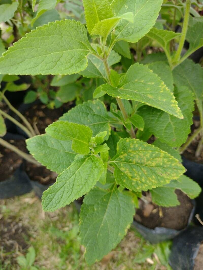 Austroeupatorium 10