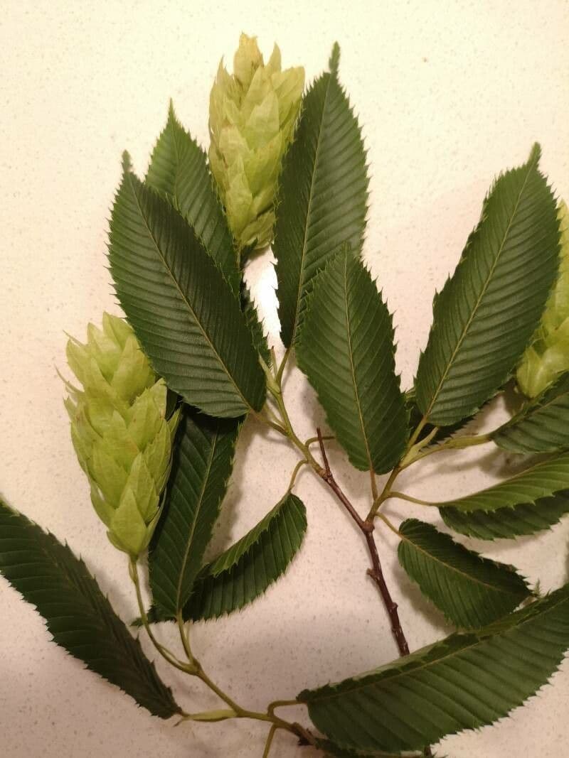 Carpinus japonica 15