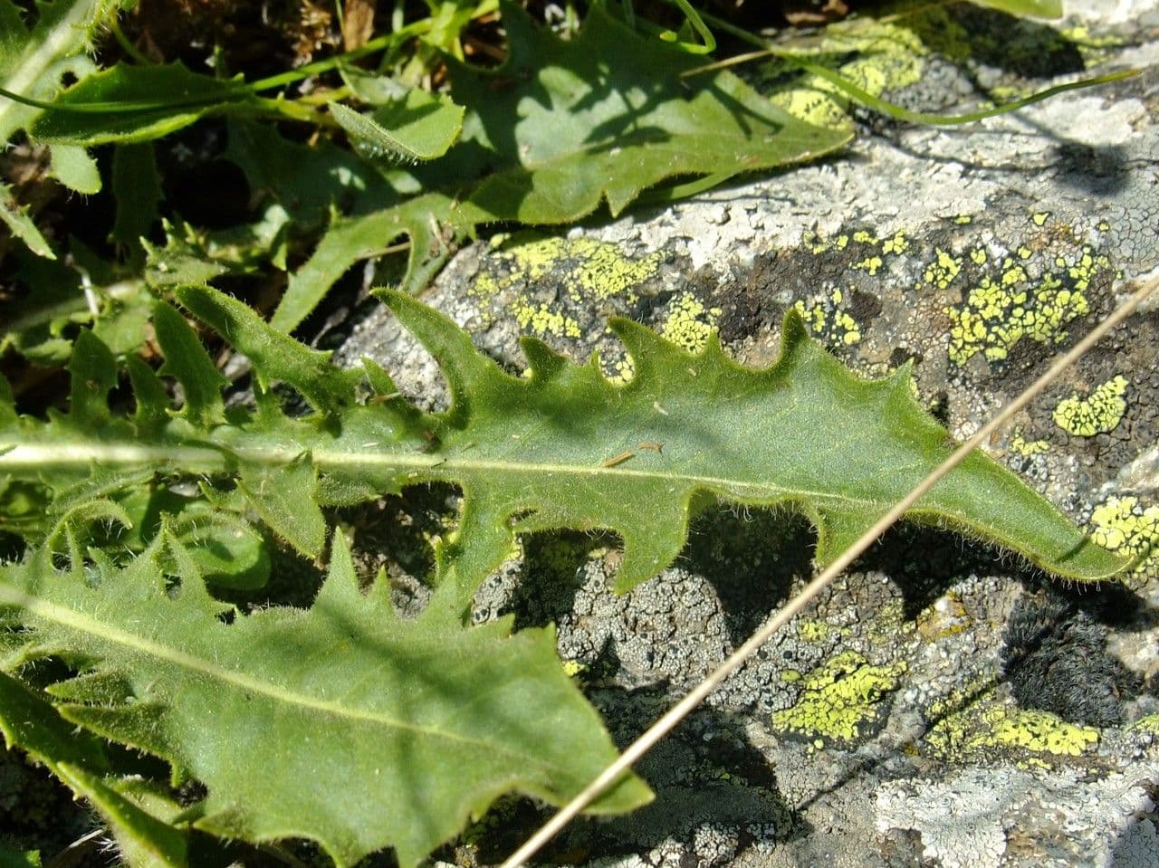 Crepis conyzifolia 19