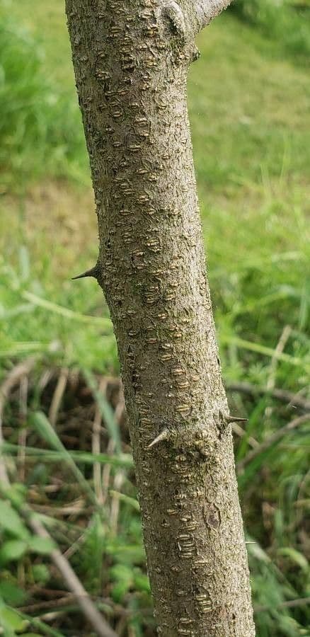 Robinia ispida 25