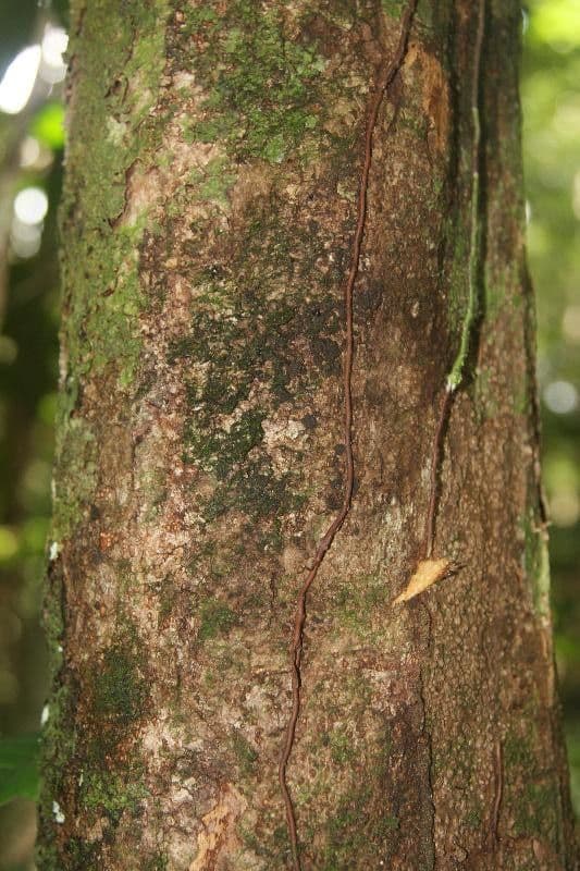Trichilia 19