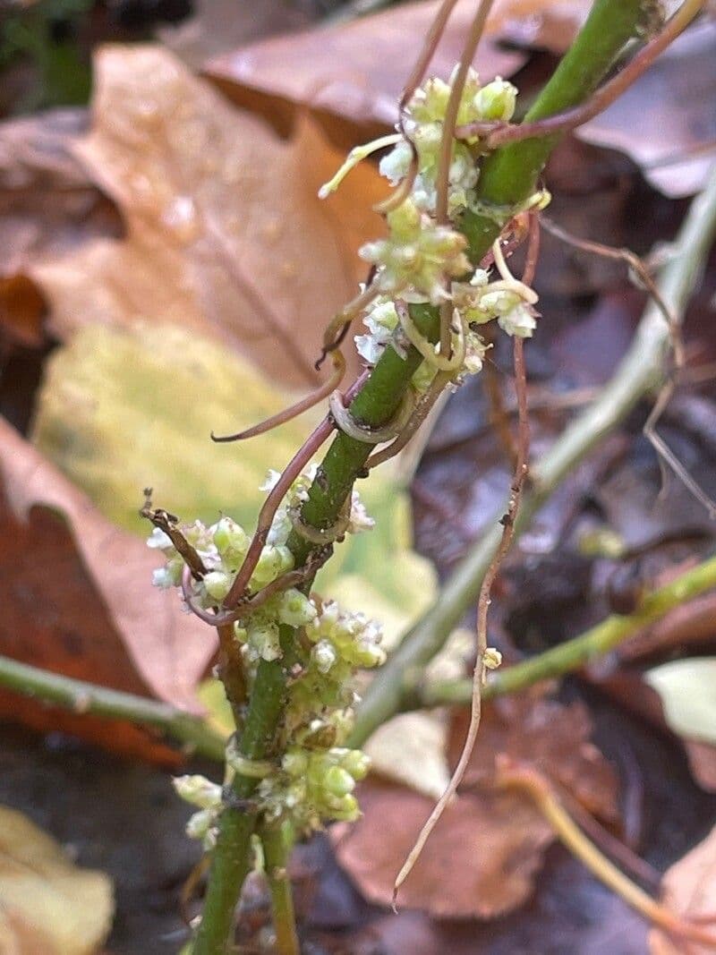 Cuscuta 15