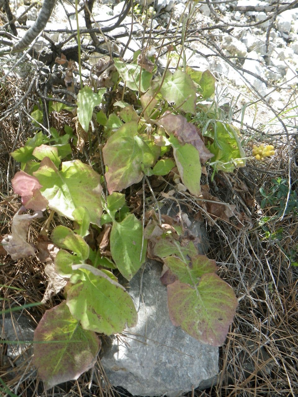 Lattuga tuberosa 8