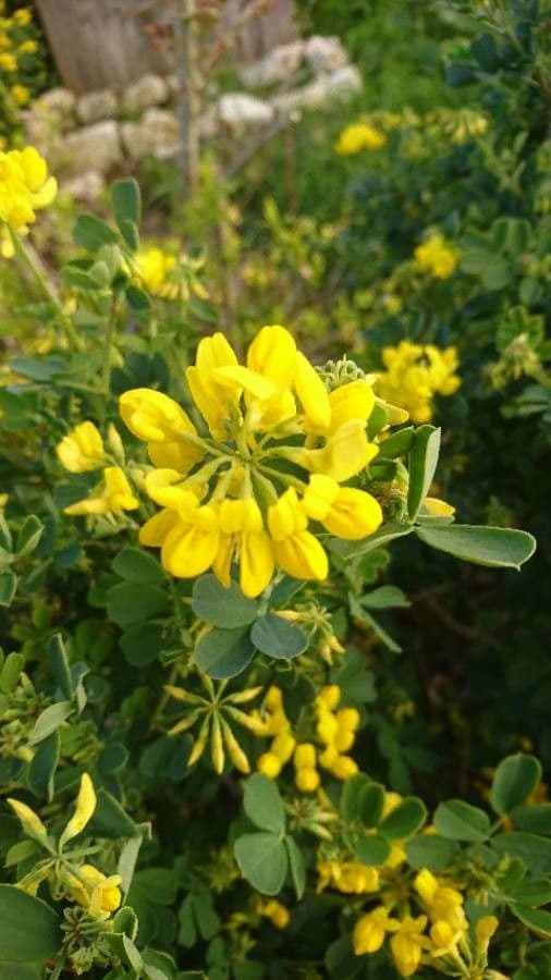 Coronilla valentina 23