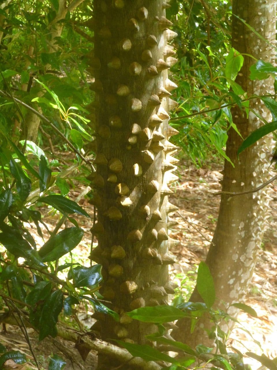Zanthoxylum 11