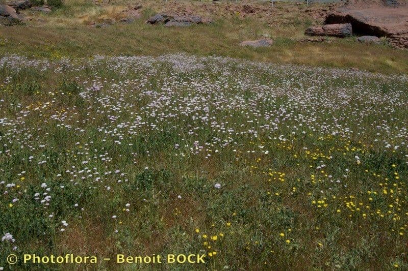 Armeria