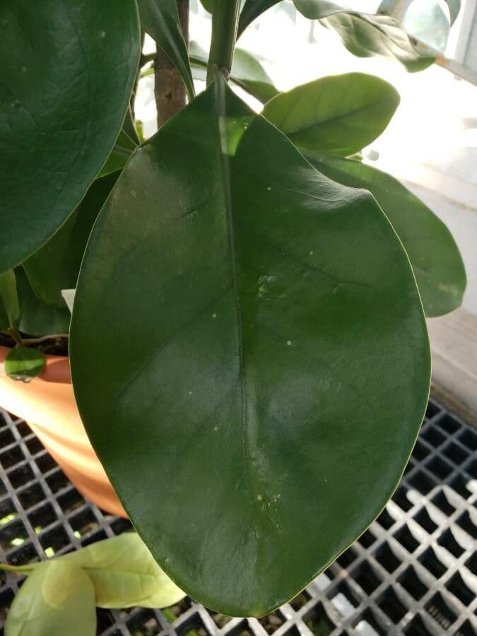 Fagraea ceilanica subsp. ceilanica 4