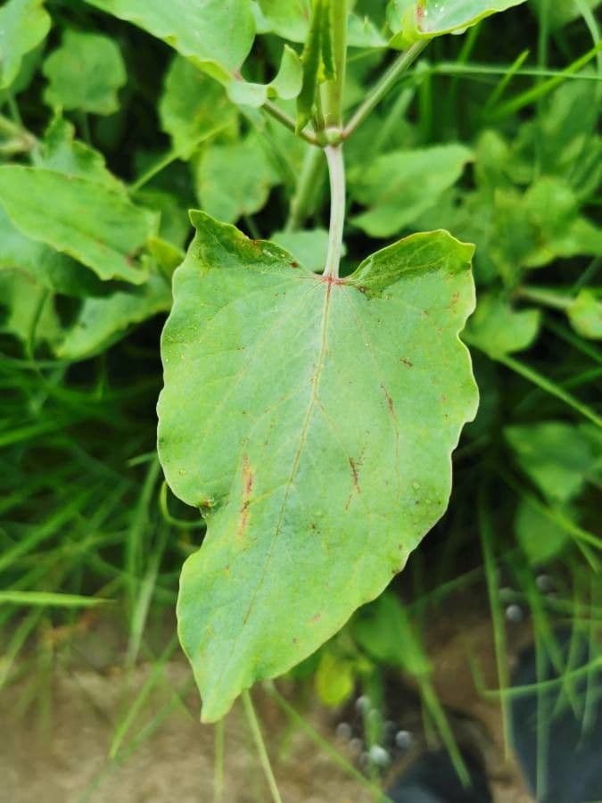 Rumex maderensis 15