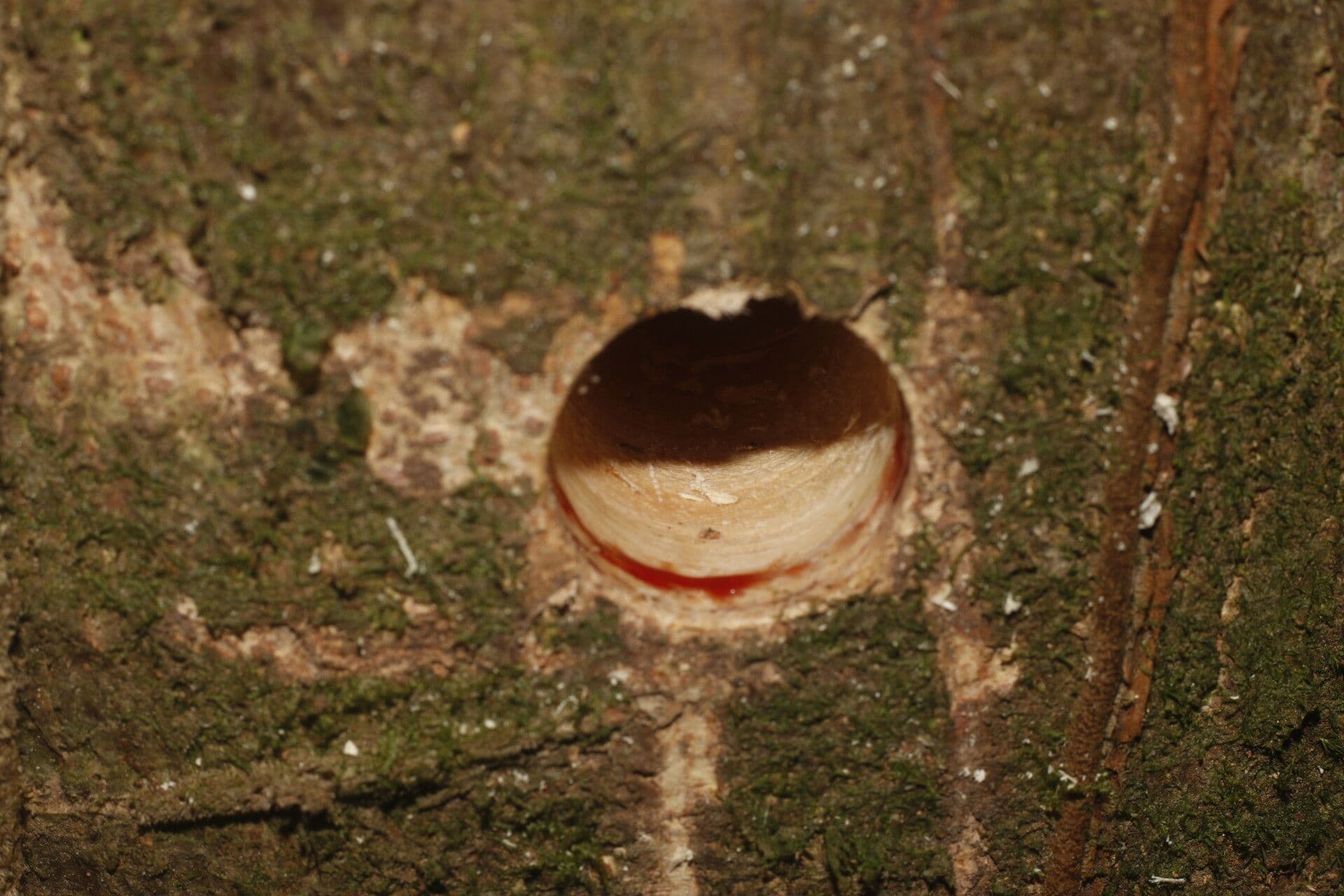 Lonchocarpus 14
