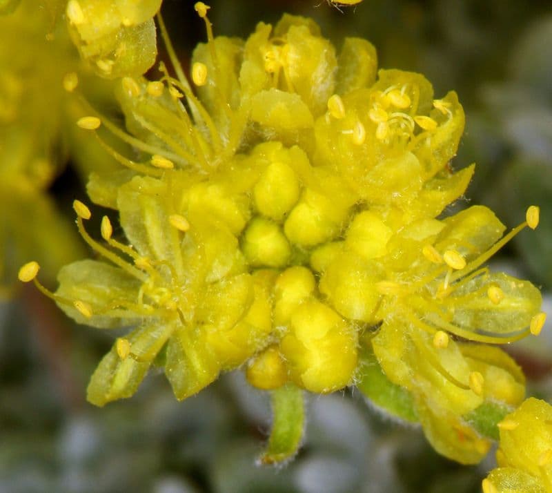 Eriogonum caespitosum
