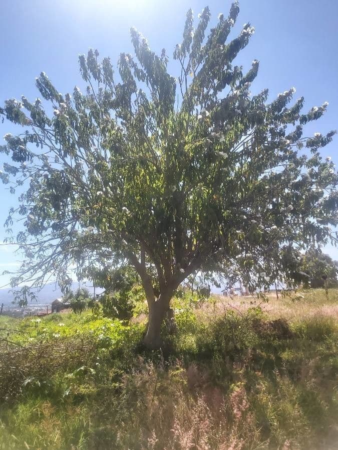 Fried-egg tree 9