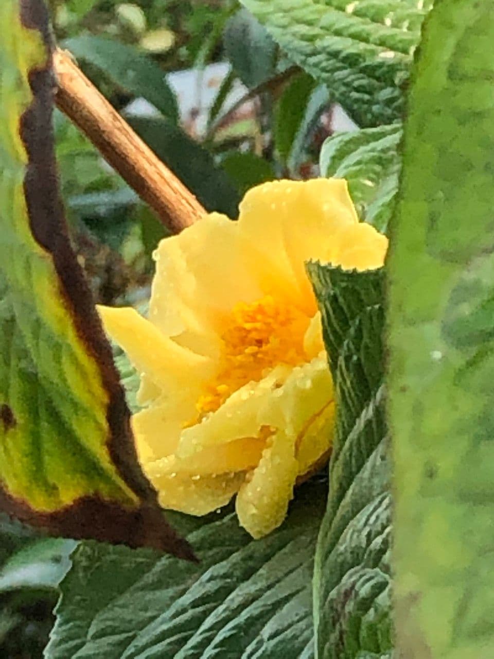 Camelia 9