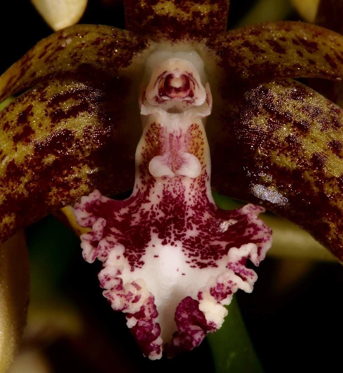 Dendrobium 4