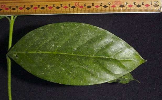 Posoqueria latifolia 20