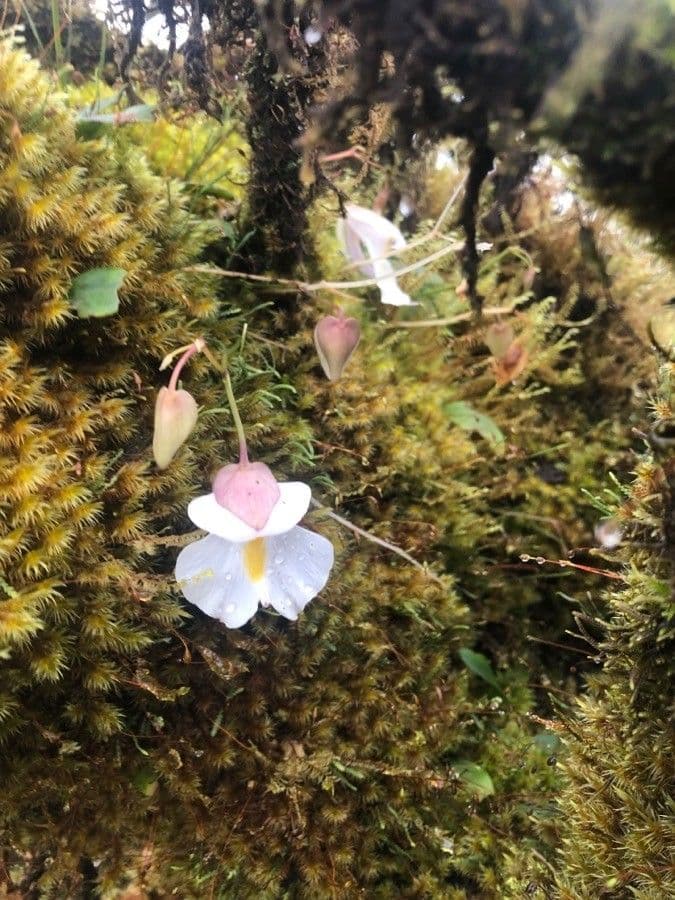 Utricularia 3