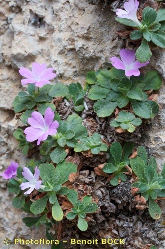 Primula 9