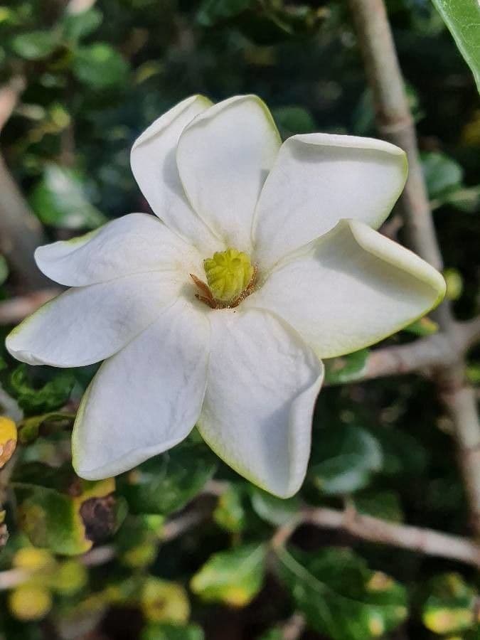Gardenia Volkensa 7