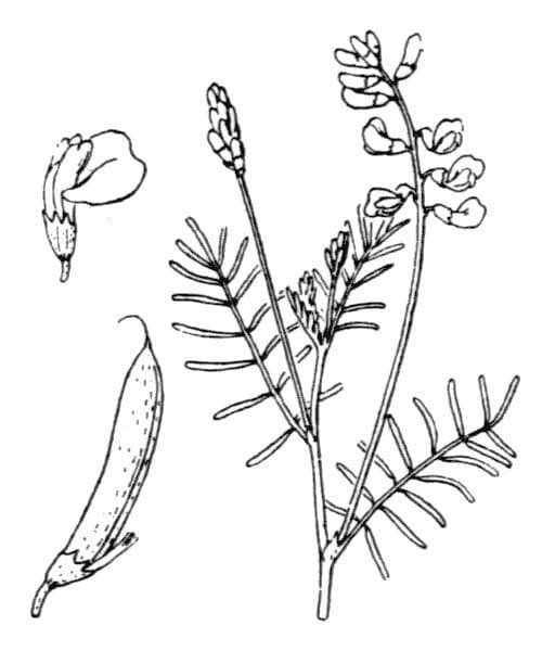 Astragalo austriaco 24