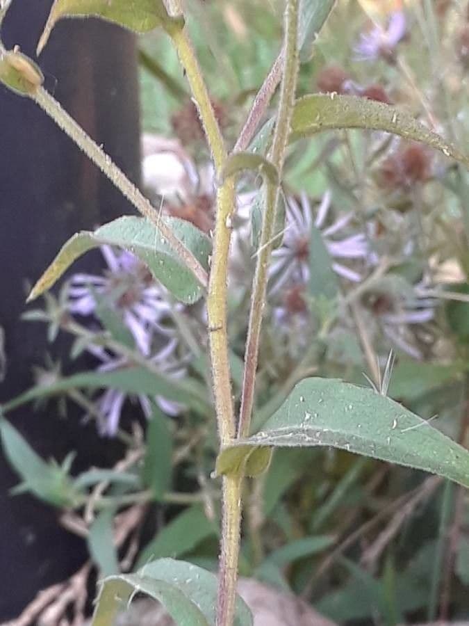 Alpen-Aster 20