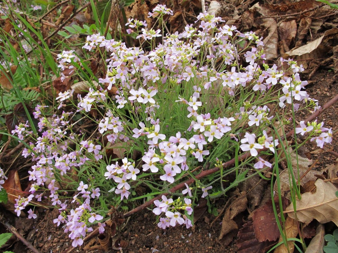 Arabetta sabbiola 11