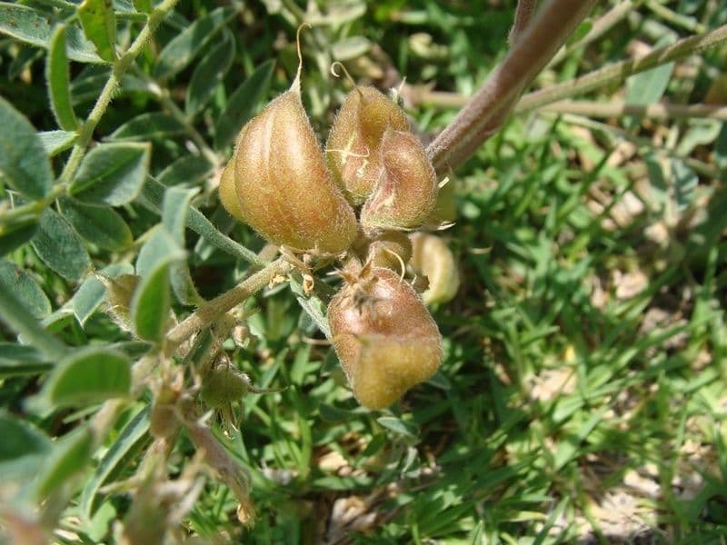 Krummschote 2
