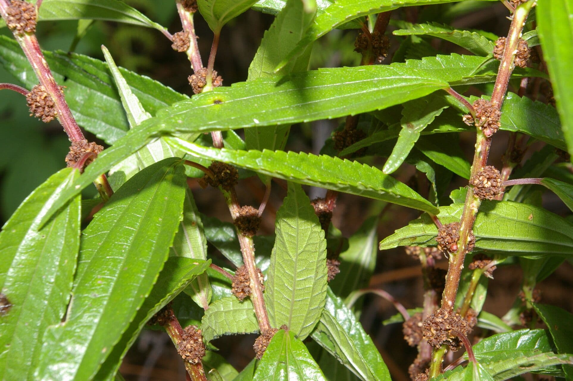 Phenax 4