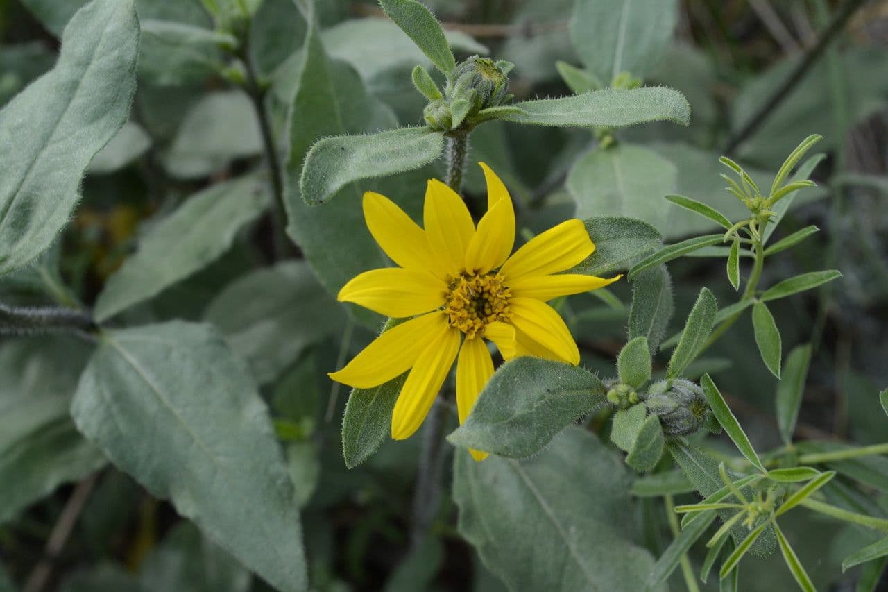 Girasole nano 2