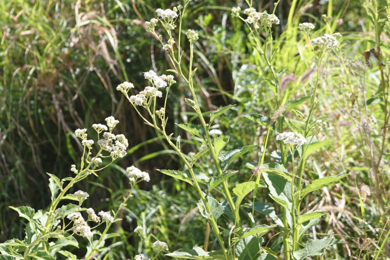 Verbesina microptera 9