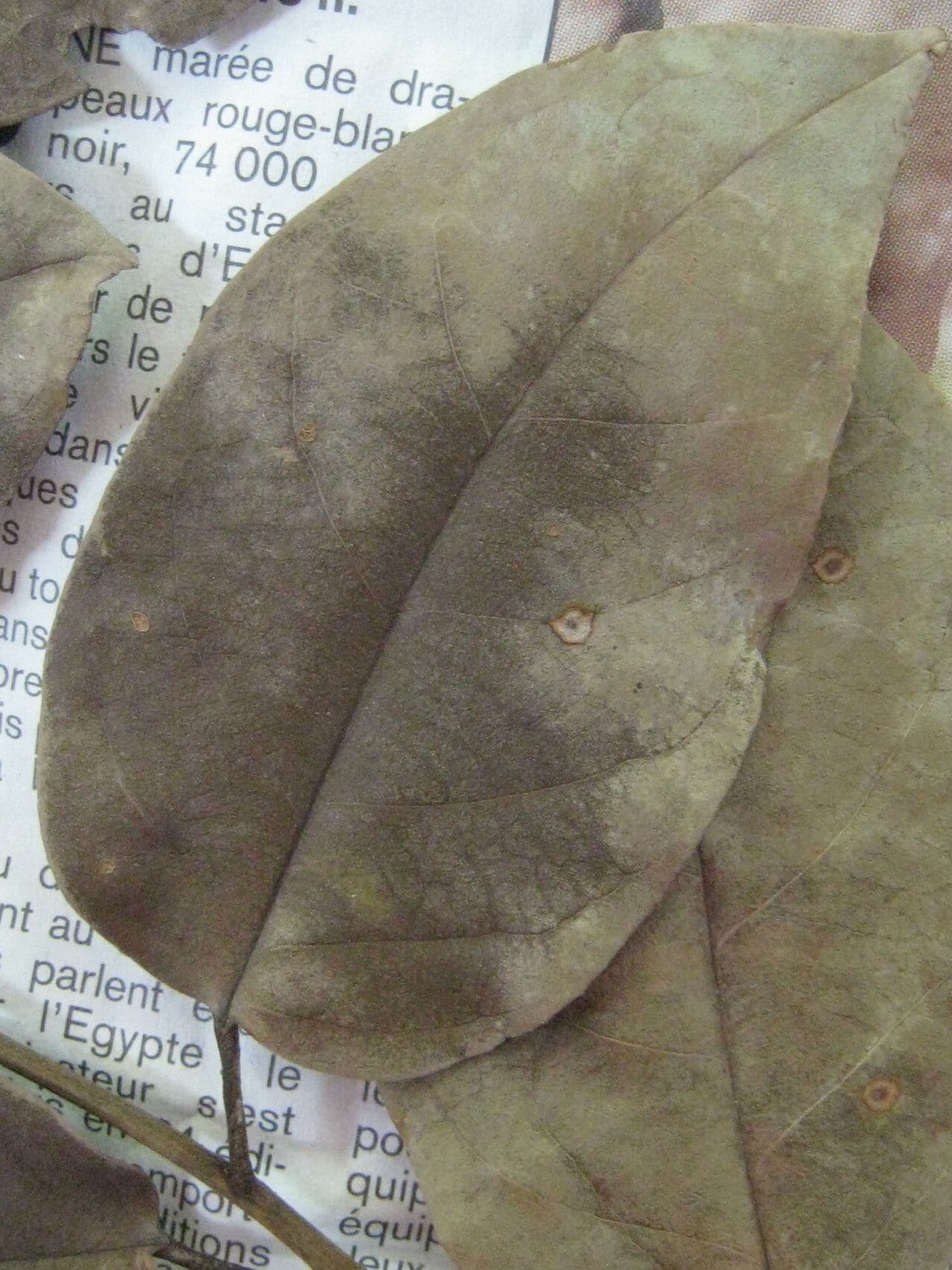 Maripa scandens 4
