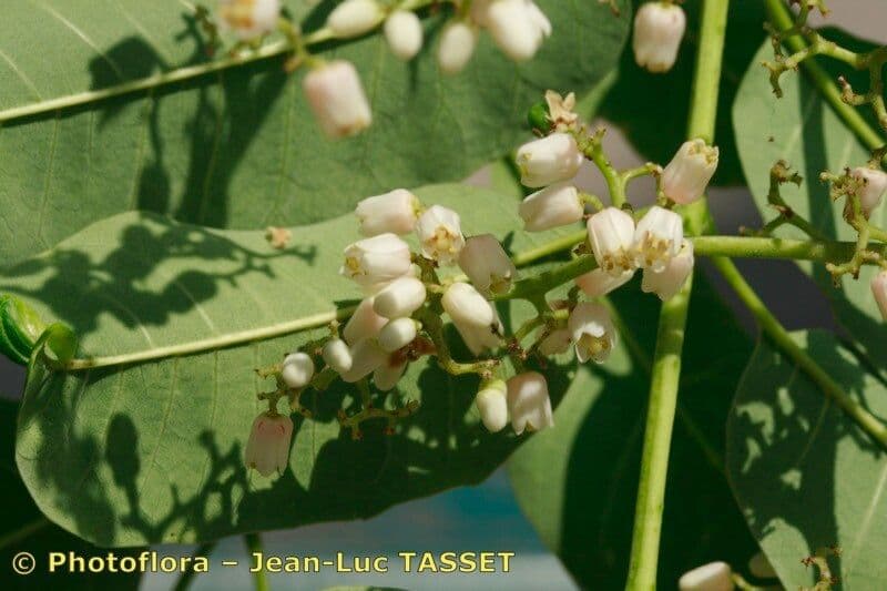 Cedro cinese 6