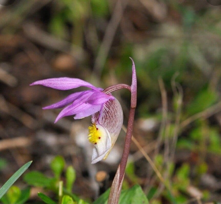Calypso bulbosa 2
