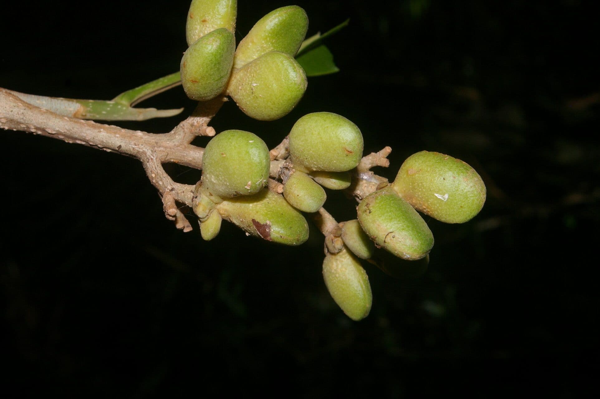 Conchocarpus
