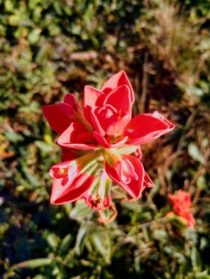 Castilleja