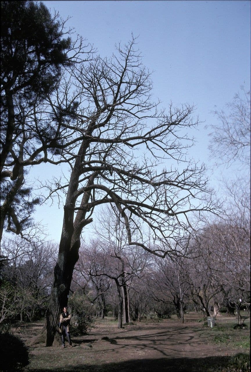 The painted maple 3