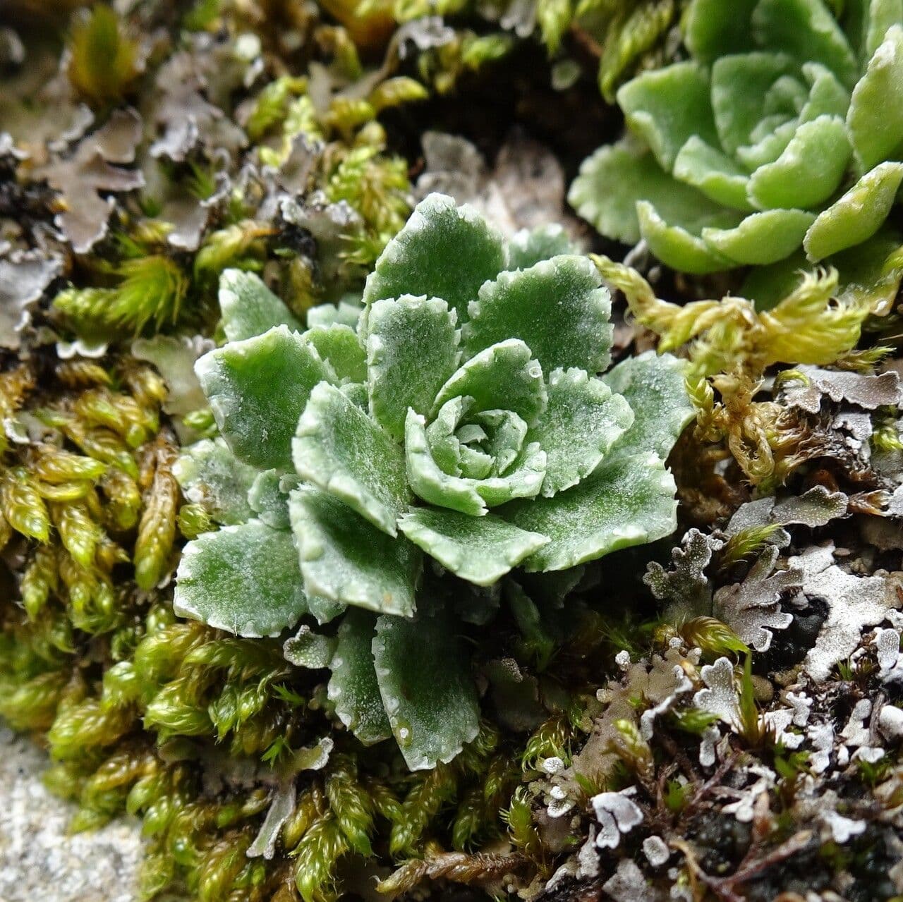 Saxifrage paniculée 19