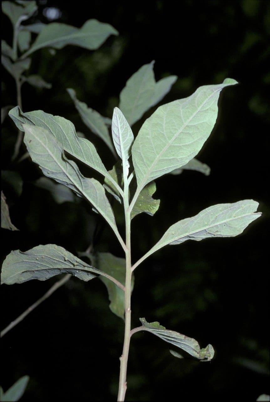 Anredera 4