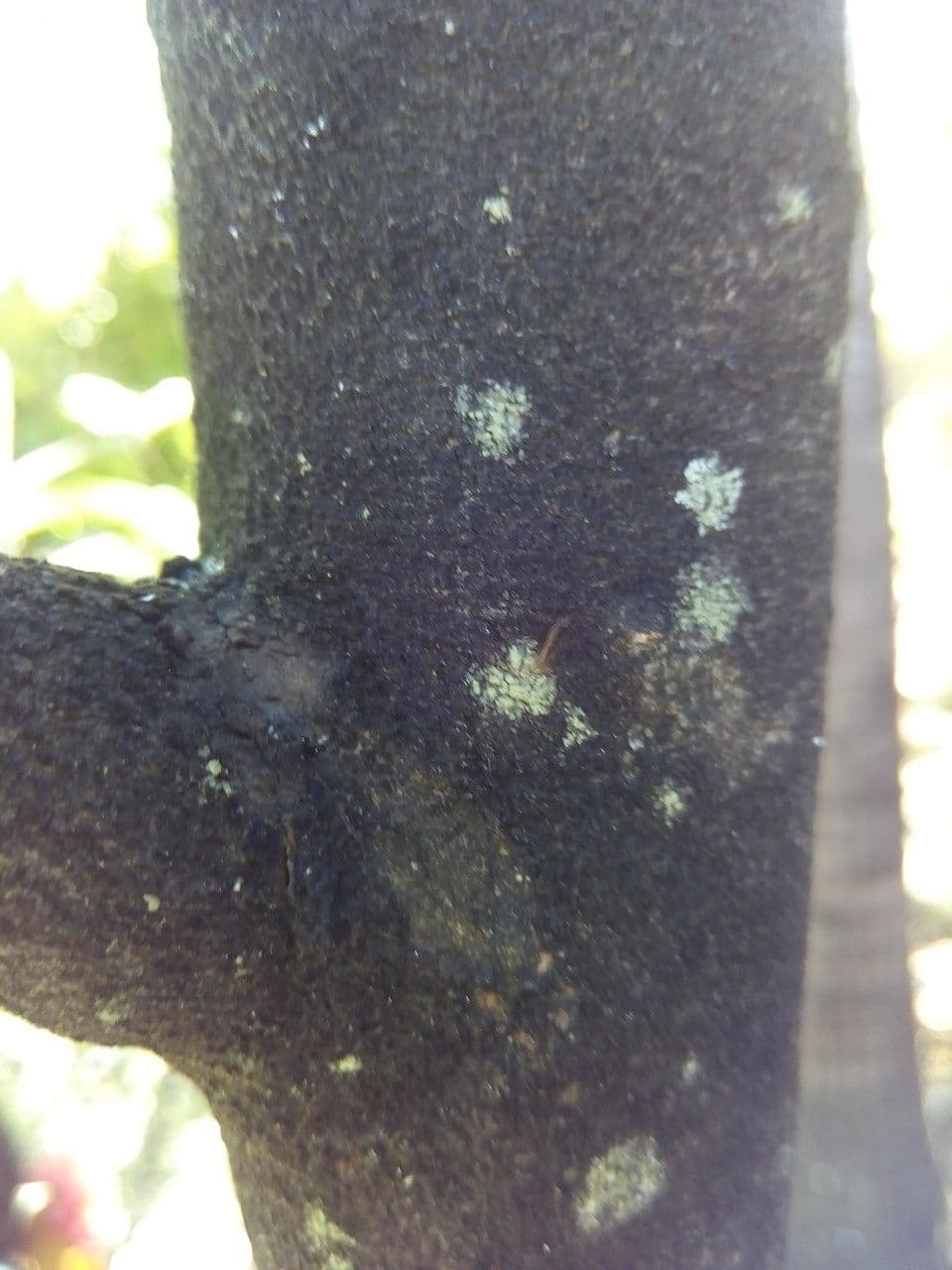 Sideroxylon 11