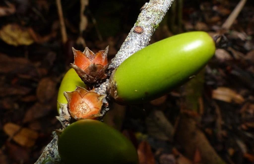 Vieillards Balanops