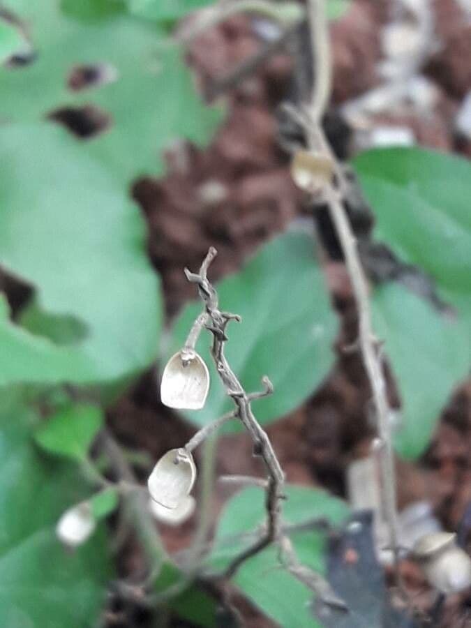 Scutellaria 3