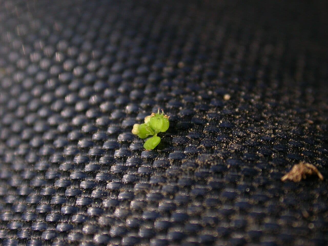 Hydrocotyle sibthorpioides 25