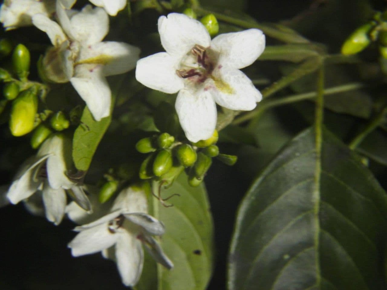 Bravaisia 6