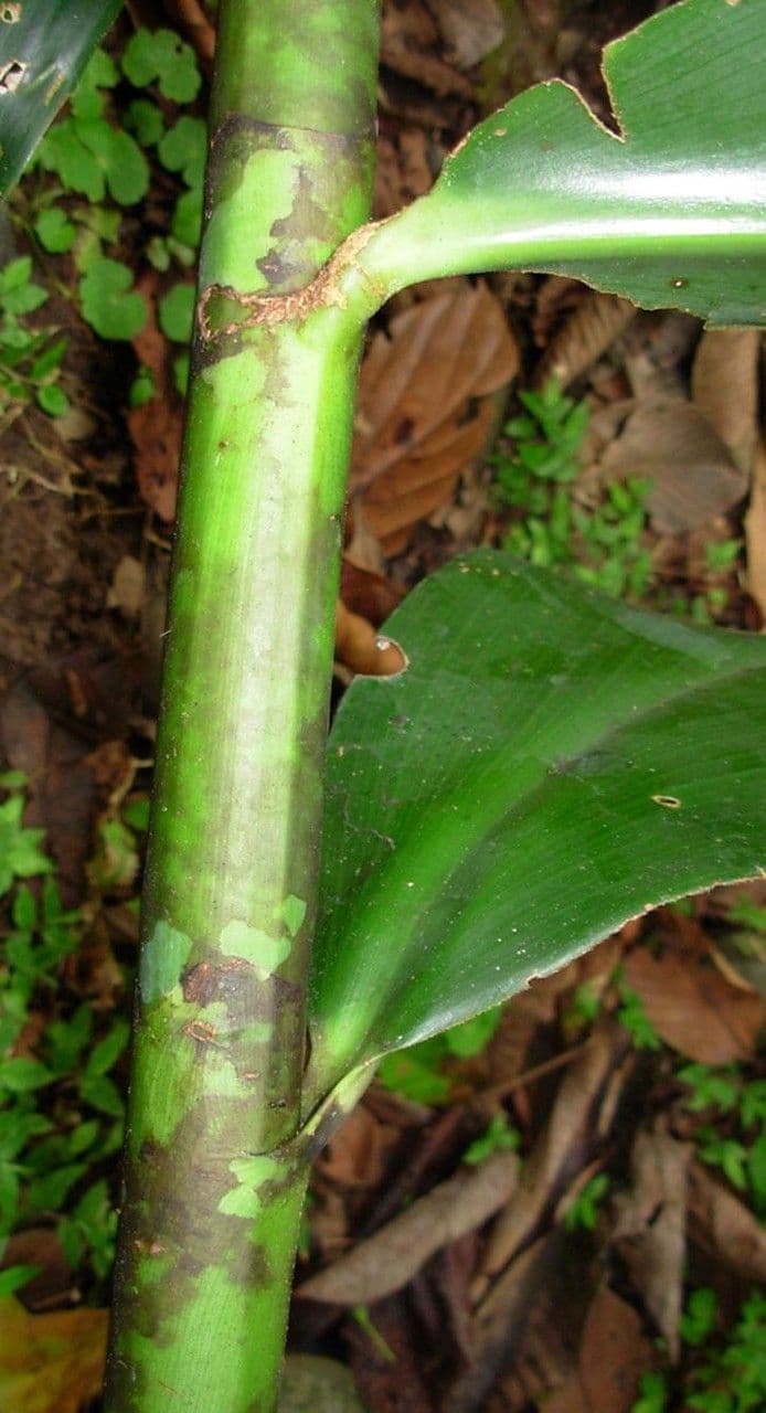Costus 16