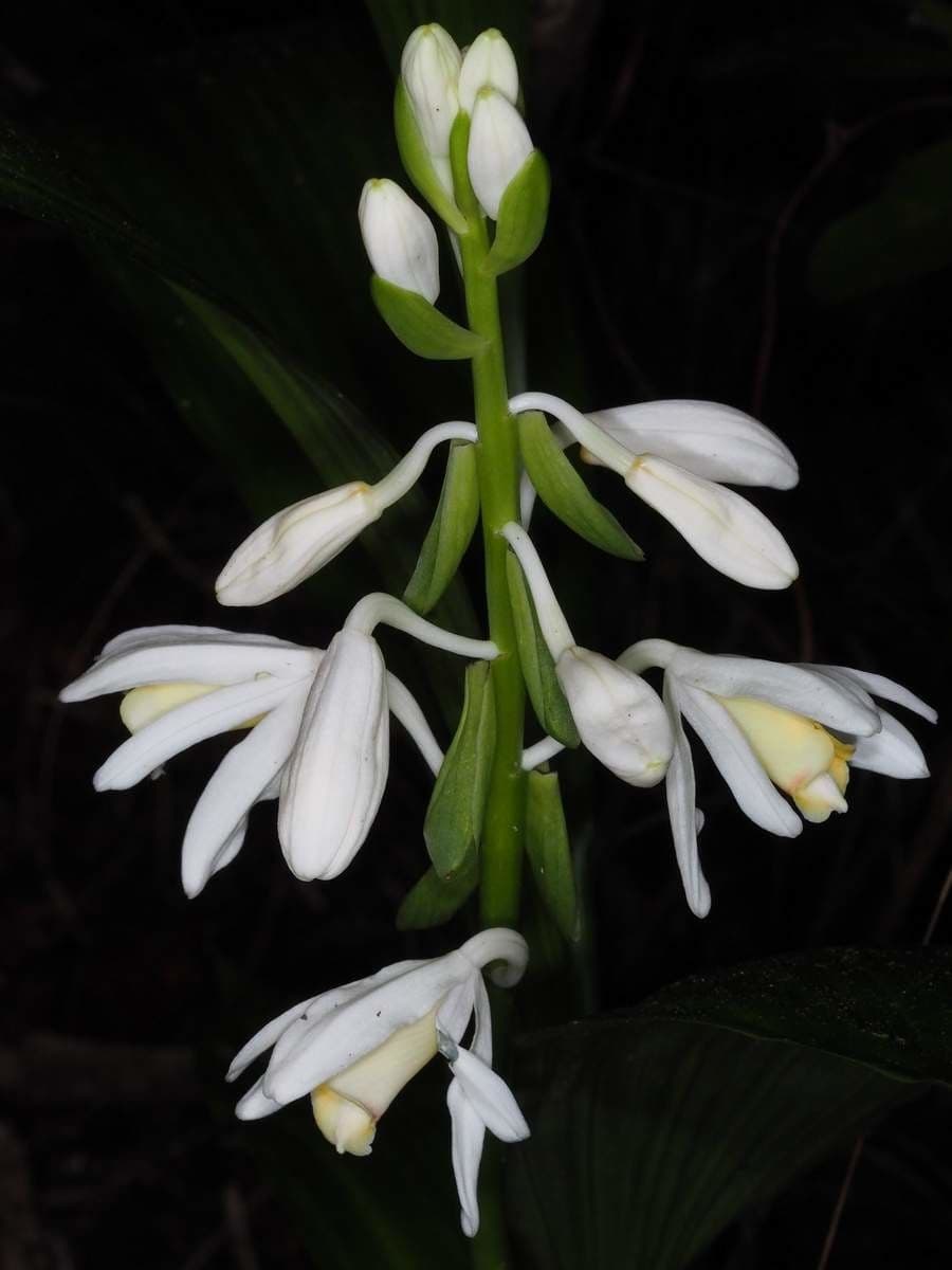 Orchidea 4
