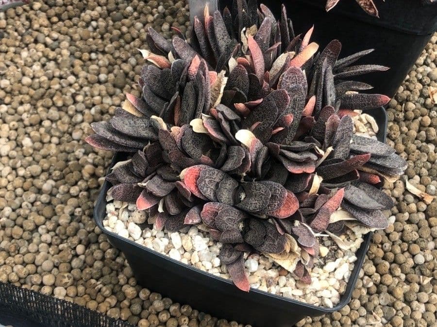 Gasteria Baylissova
