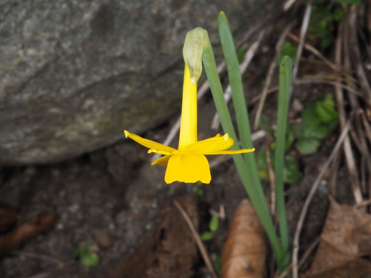 Narciso 6