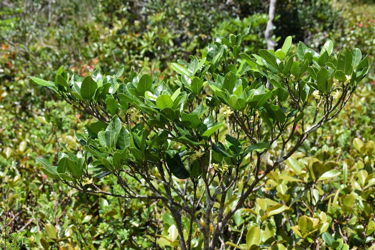 Tabernaemontana persicariifolia 7