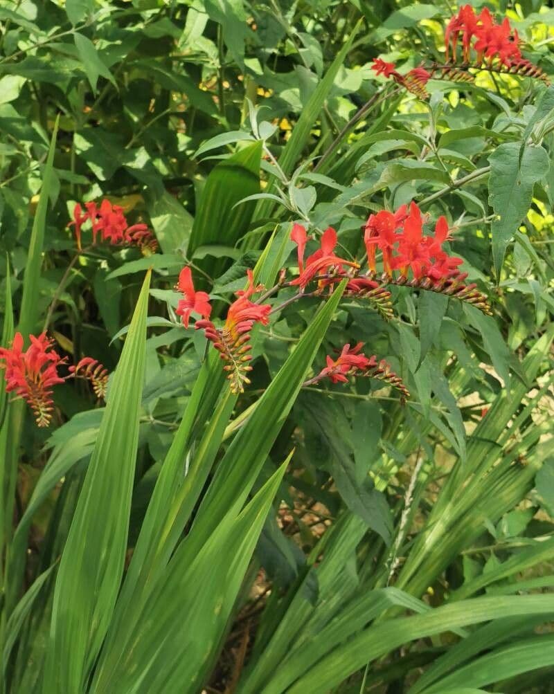 Crocosmia dorata 24