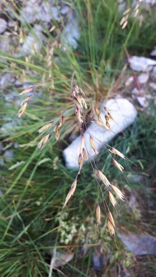 Festuca de hoja variable