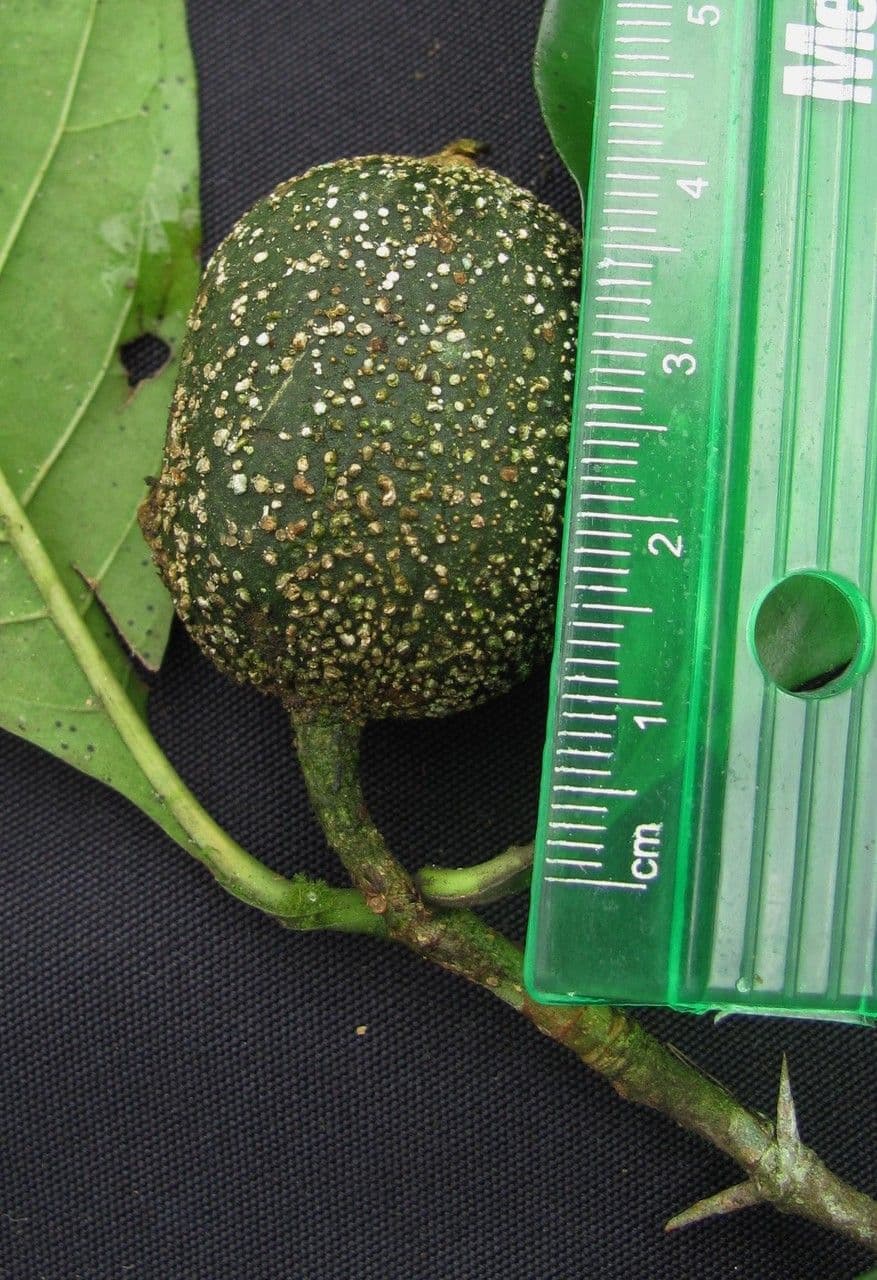 Randia spinosa 5