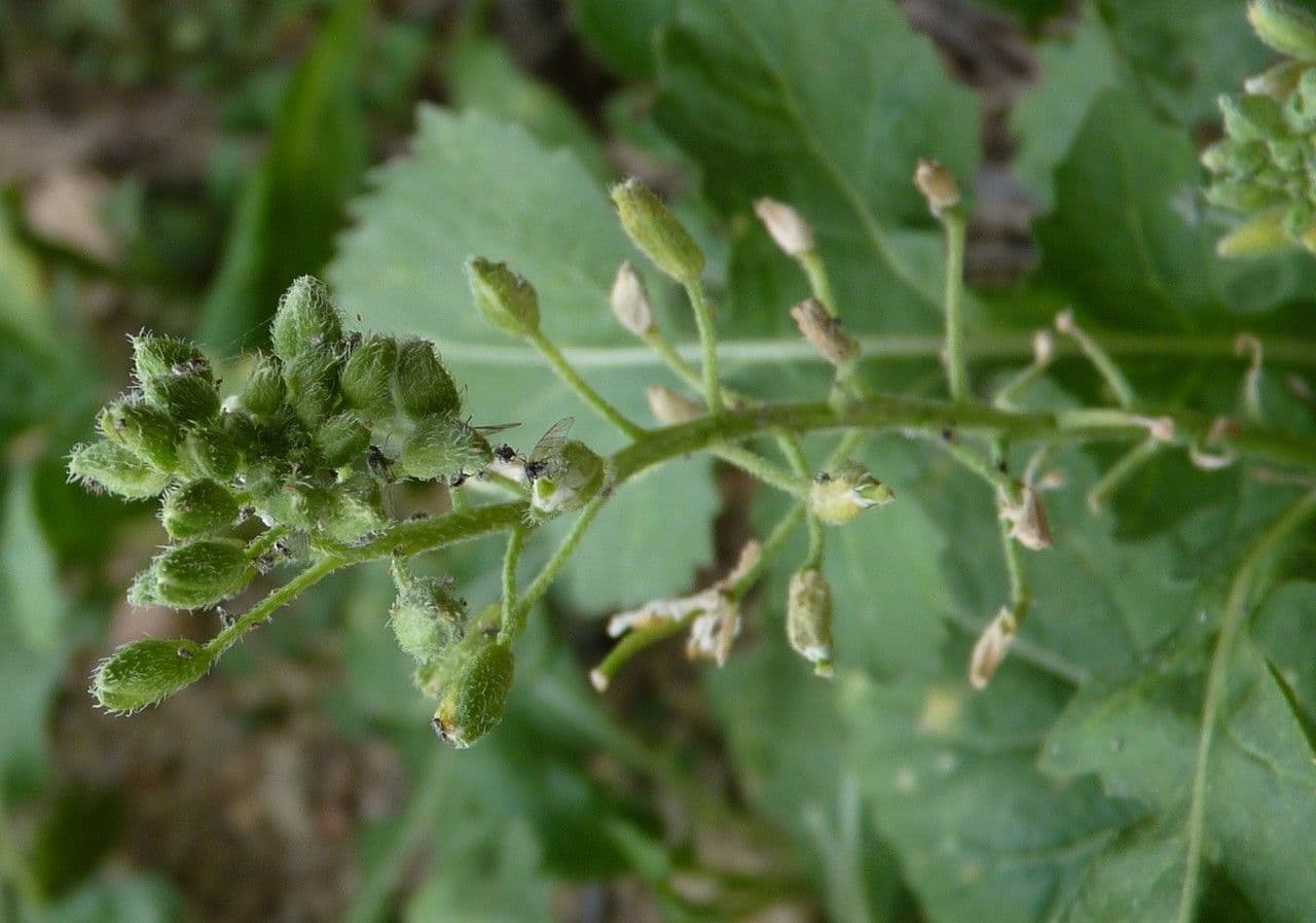 Rucola selvatica 29